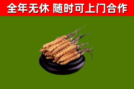 襄垣回收冬虫夏草