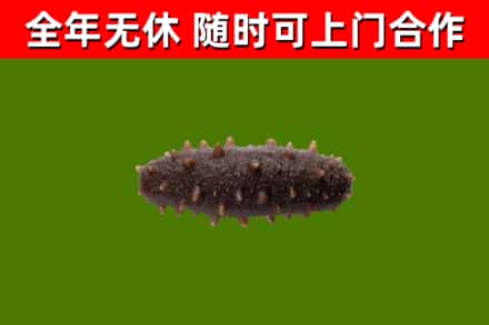 襄垣回收海参干